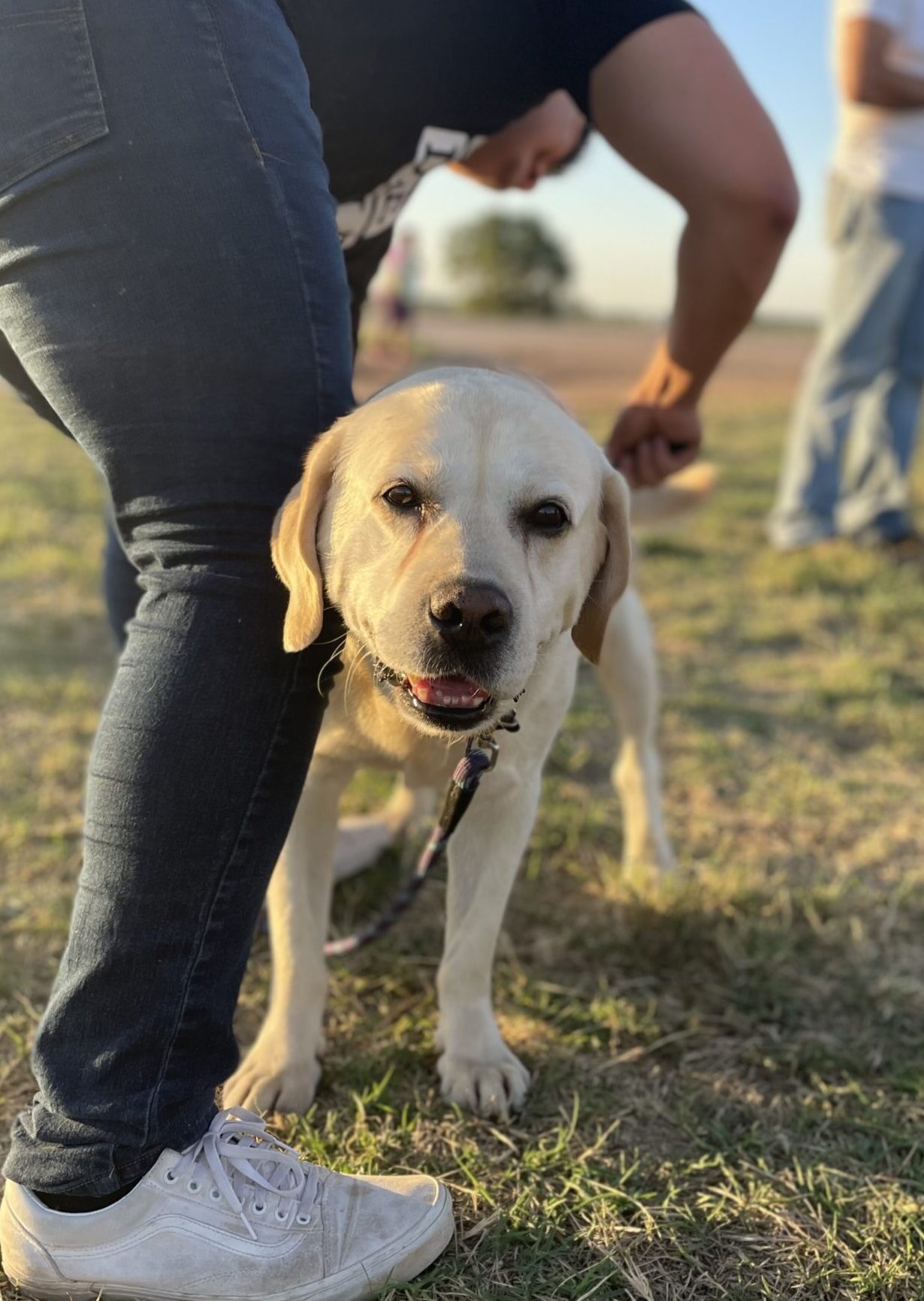 Animal chiropractor in Oklahoma providing natural chiropractic care for animals